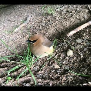 Meet your Posher, Karli